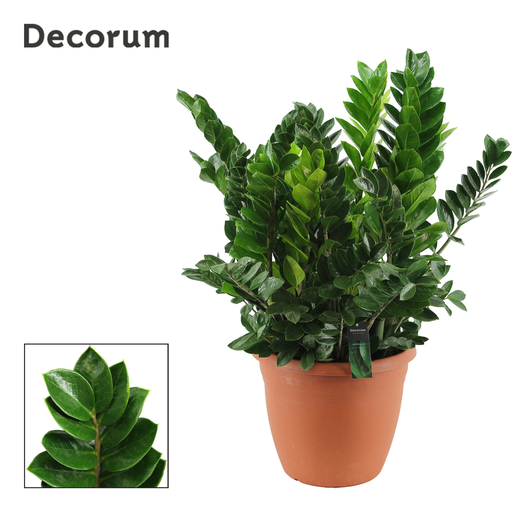 Zamioculcas 37 cm (Decorum).