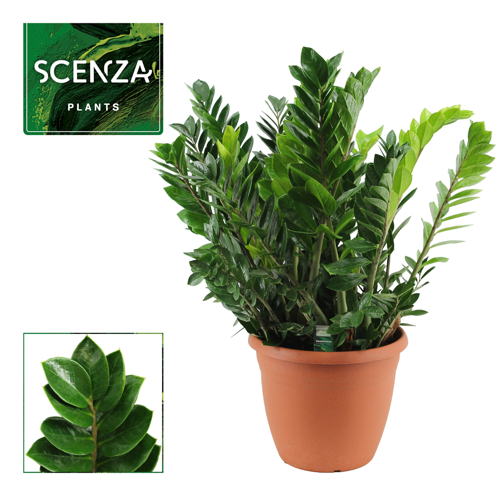 Zamioculcas 37 cm.