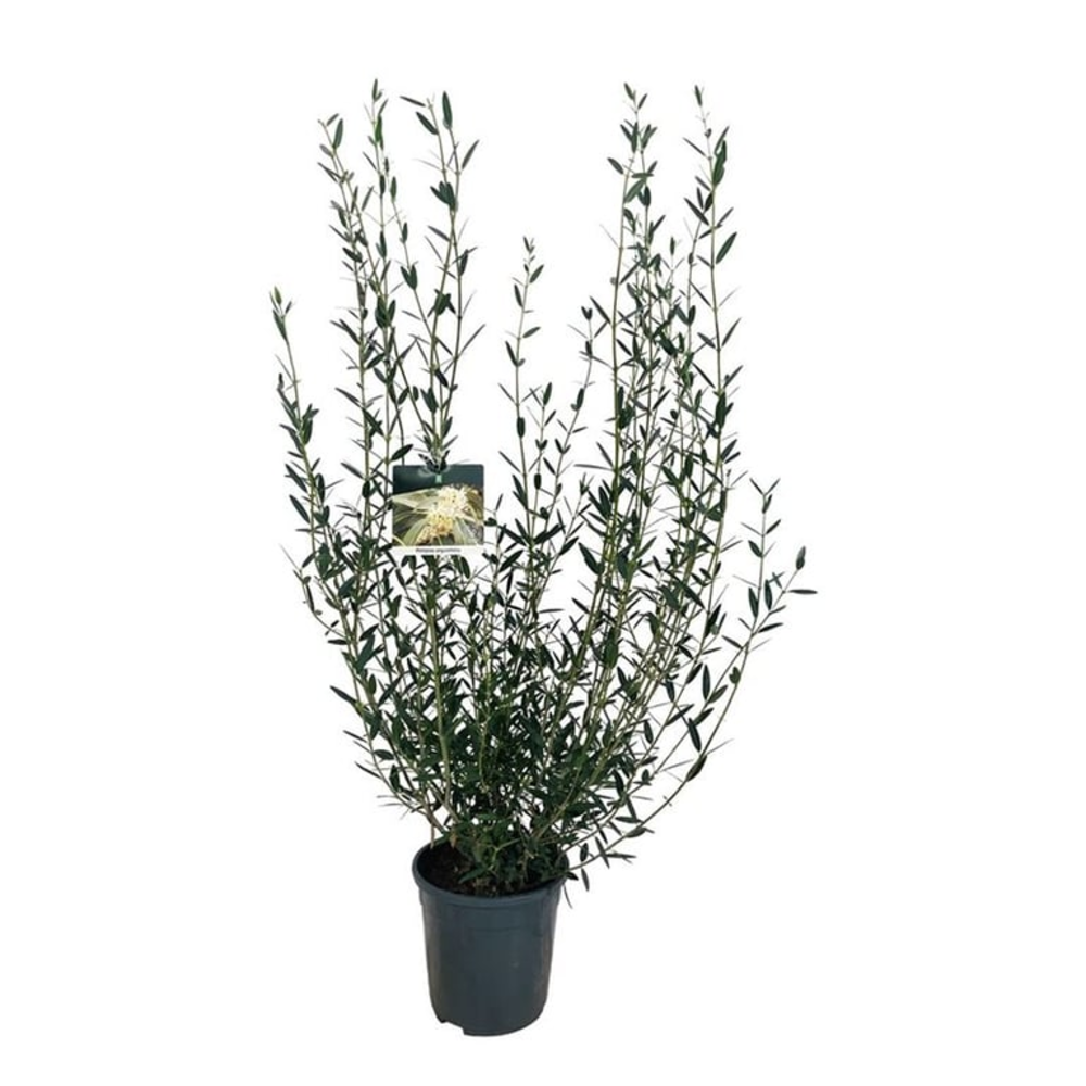 Phillyrea angustifolia.