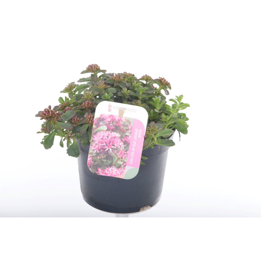 Sedum spurium Spot On Deep Rose.