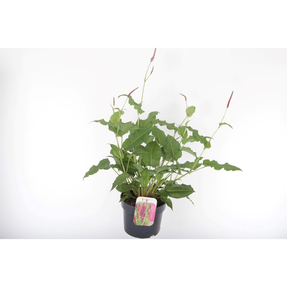 Persicaria amplexicaulis Amethyst Summer.