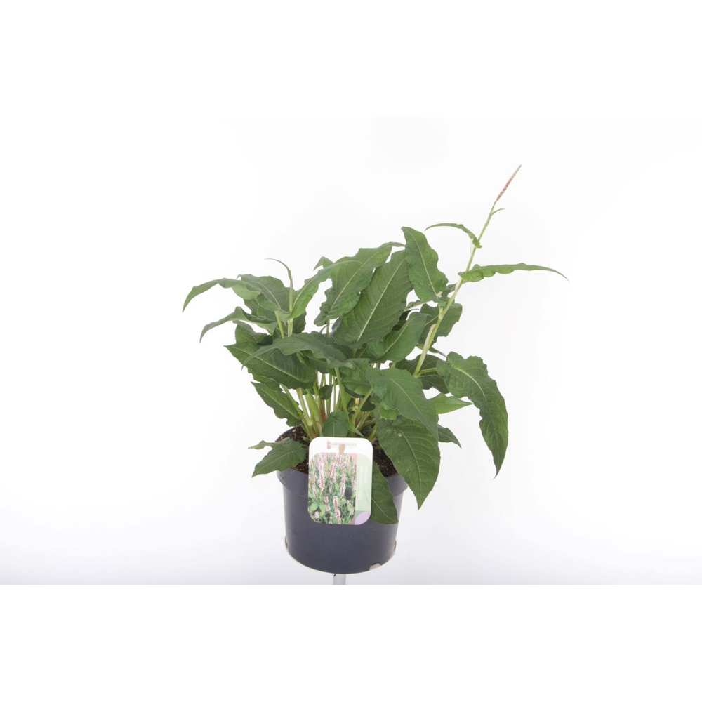 Persicaria amplexicaulis Rosea.