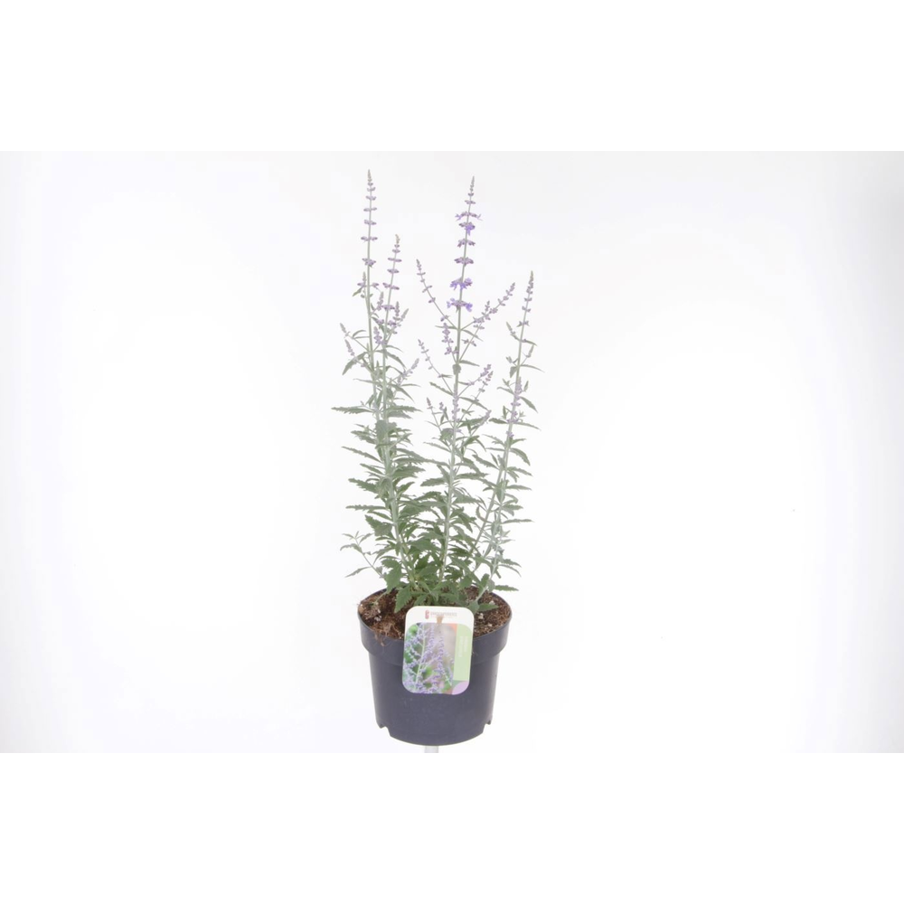 Perovskia atriplicifolia Prime Time.