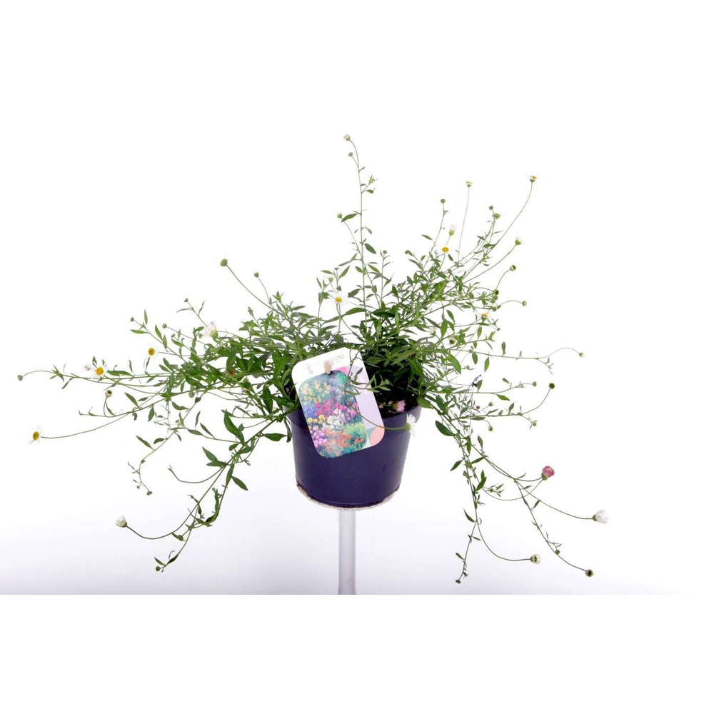 Erigeron karvinskianus Bl�tenmeer.