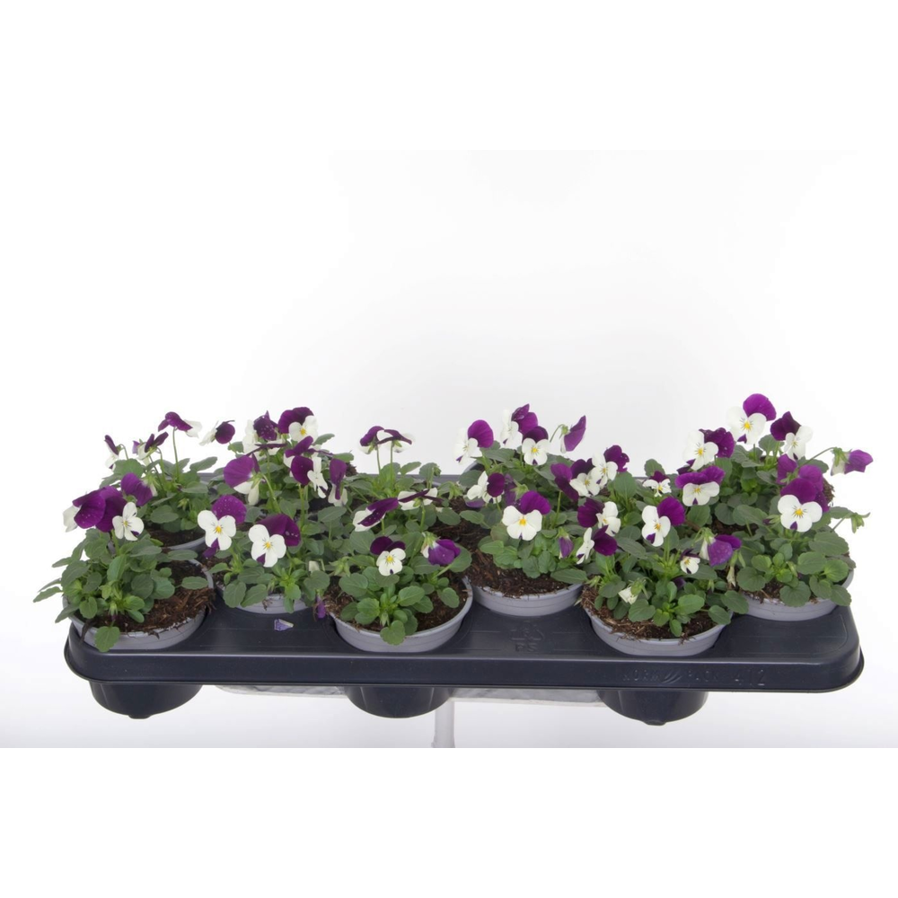 Viola cornuta Sorbet White Purp JU.