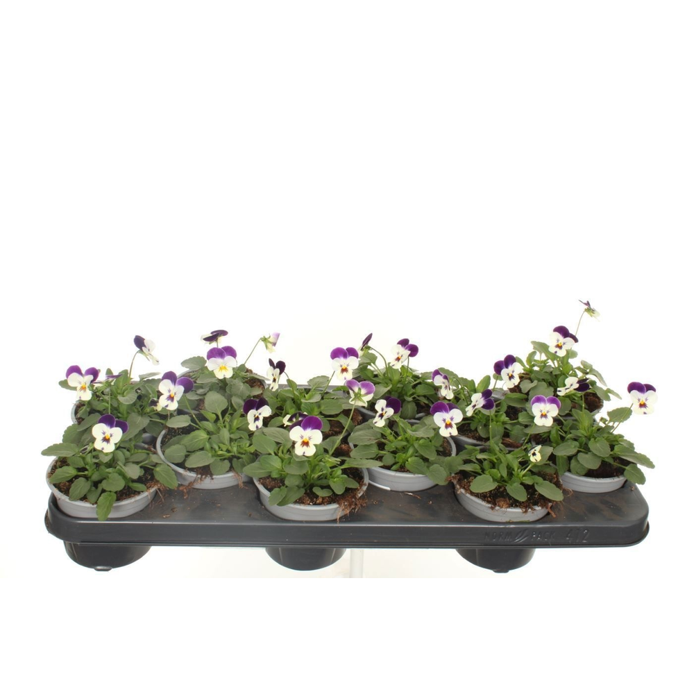 Viola cornuta Sorbet Beaconsfield.