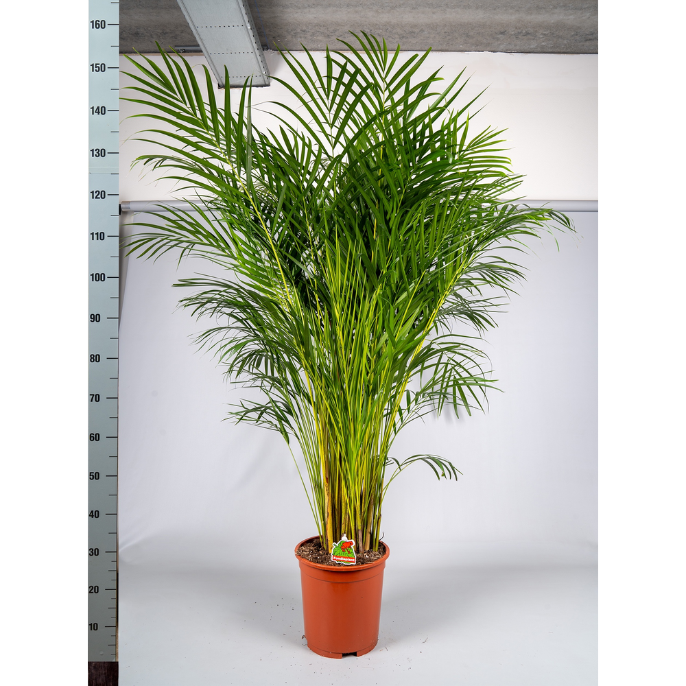 Dypsis Lutescens P27cm - H150cm (Areca).