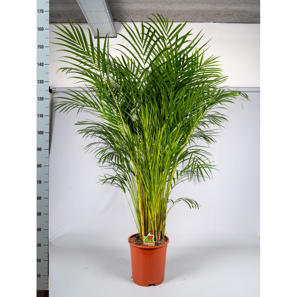 Dypsis Lutescens P27cm - H160cm (Areca).
