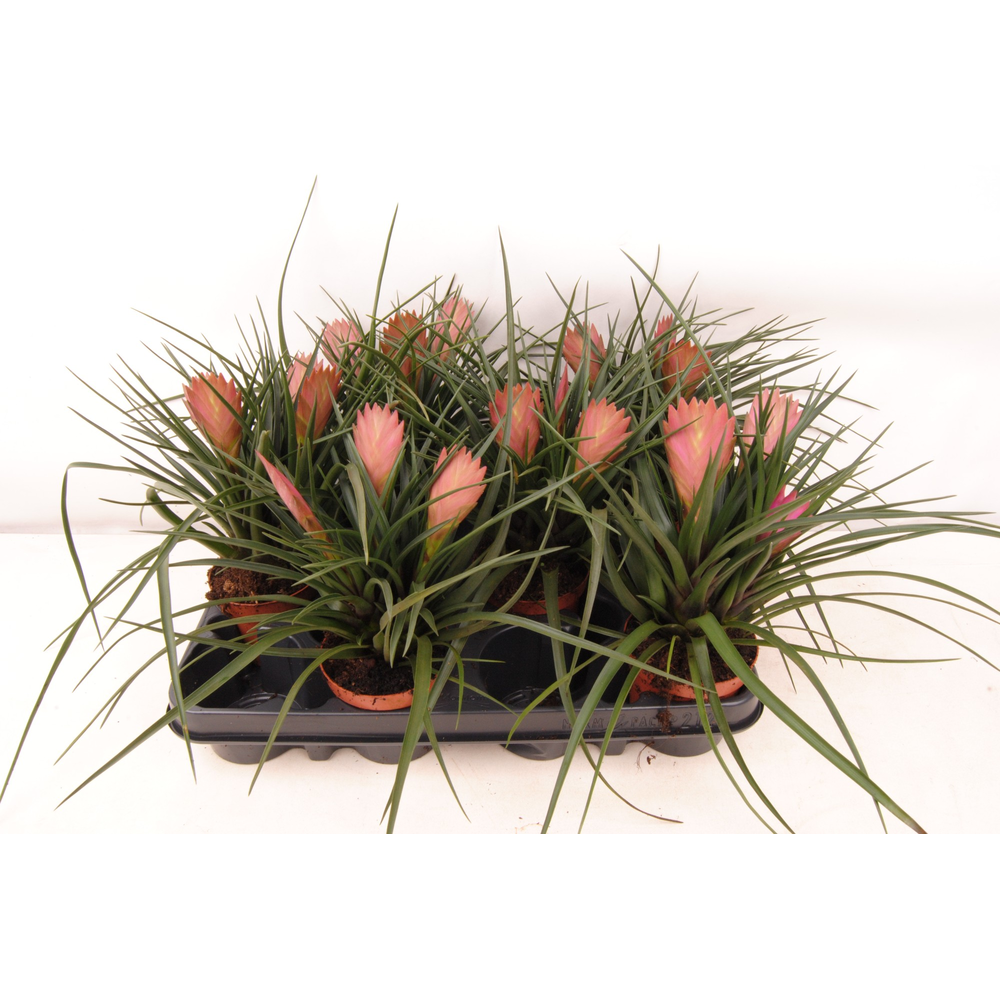 Tillandsia Cyanea Toef.