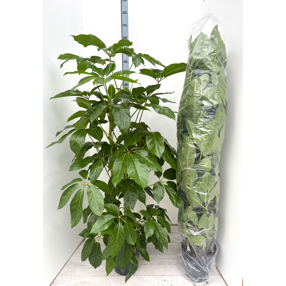 Schefflera actinophylla 'Amate' p30 3pp.