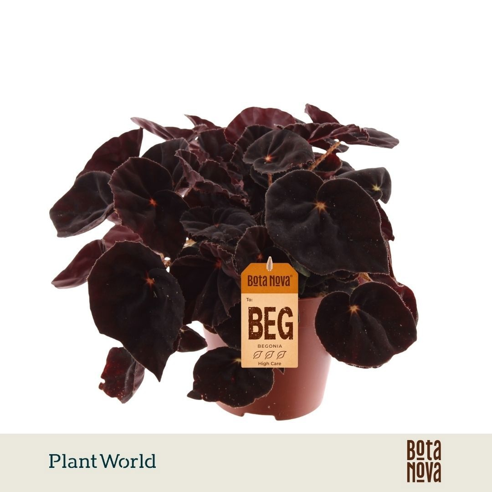 Begonia rex Conga.