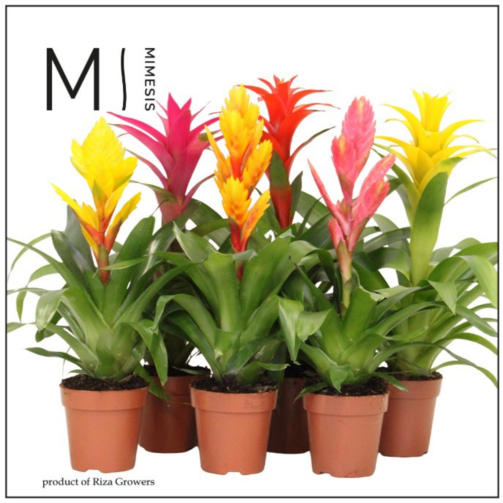 Mimesis Bromelia Happy - 12 cm.