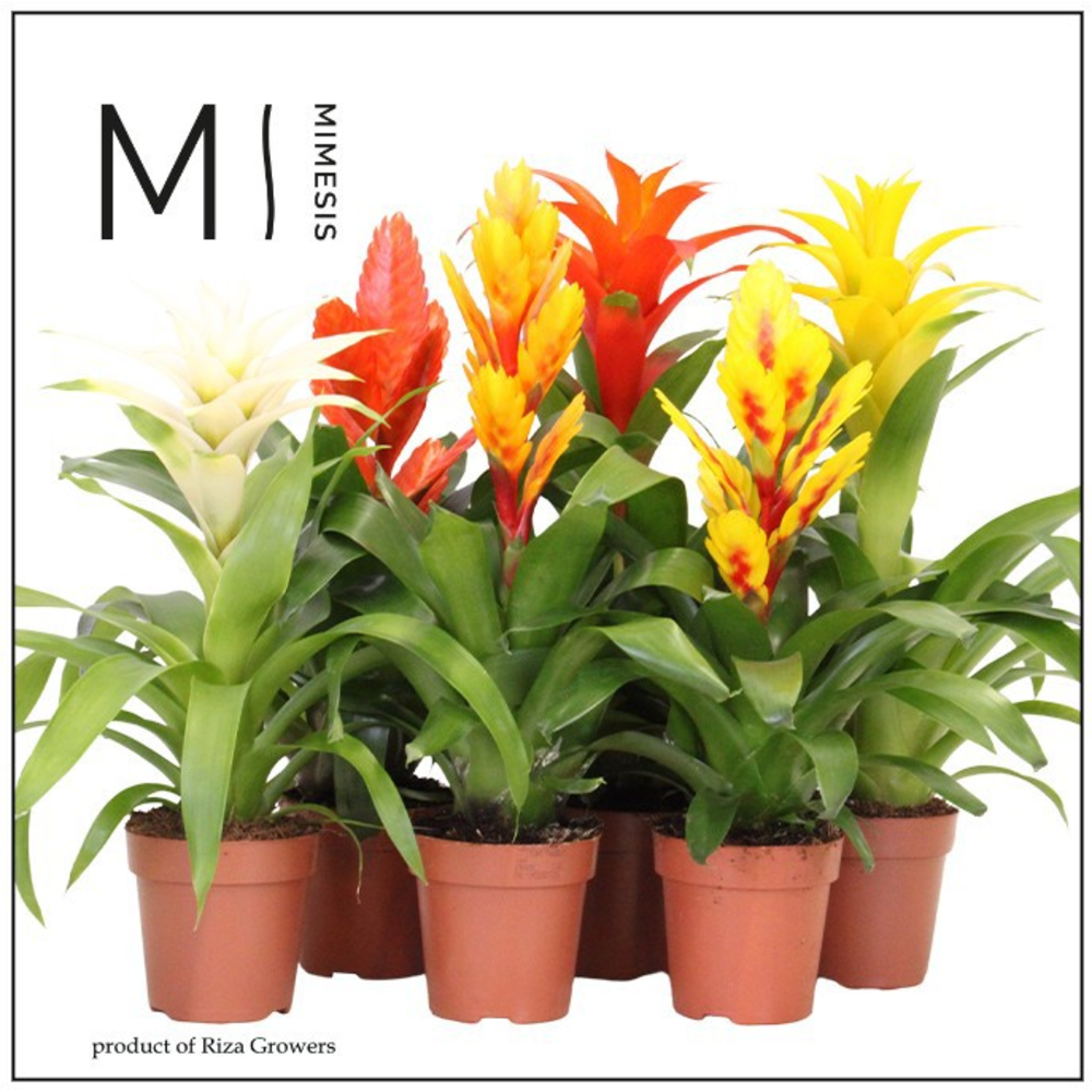 Mimesis Bromelia Nature - 12 cm.