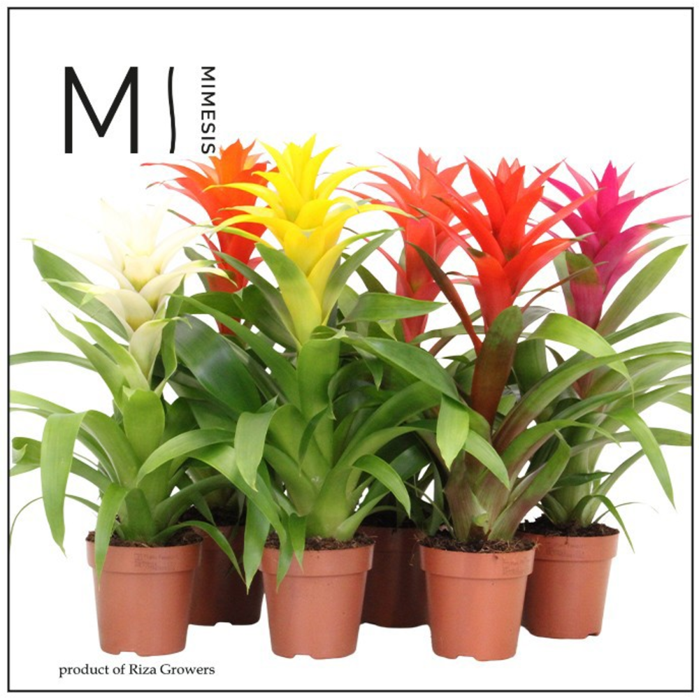 Mimesis Guzmania Happy -12 cm.
