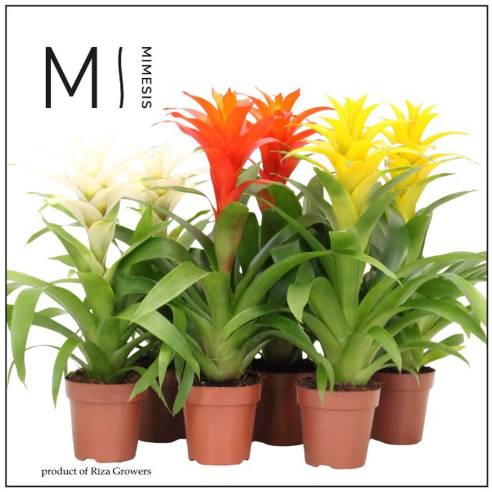 Guzmania Nature.