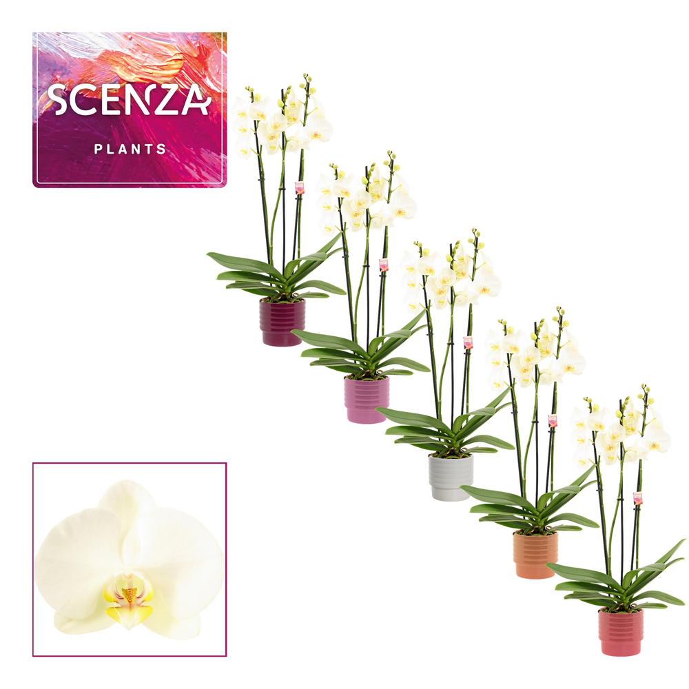 Phalaenopsis 3 tak 18+ wit in Naemi (Natural bubbl.