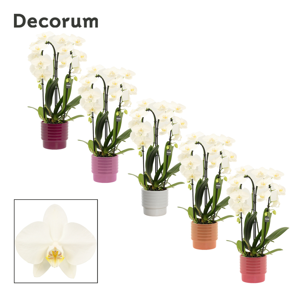 Phalaenopsis cascade 2 tak wit in Naemi (Natural b.