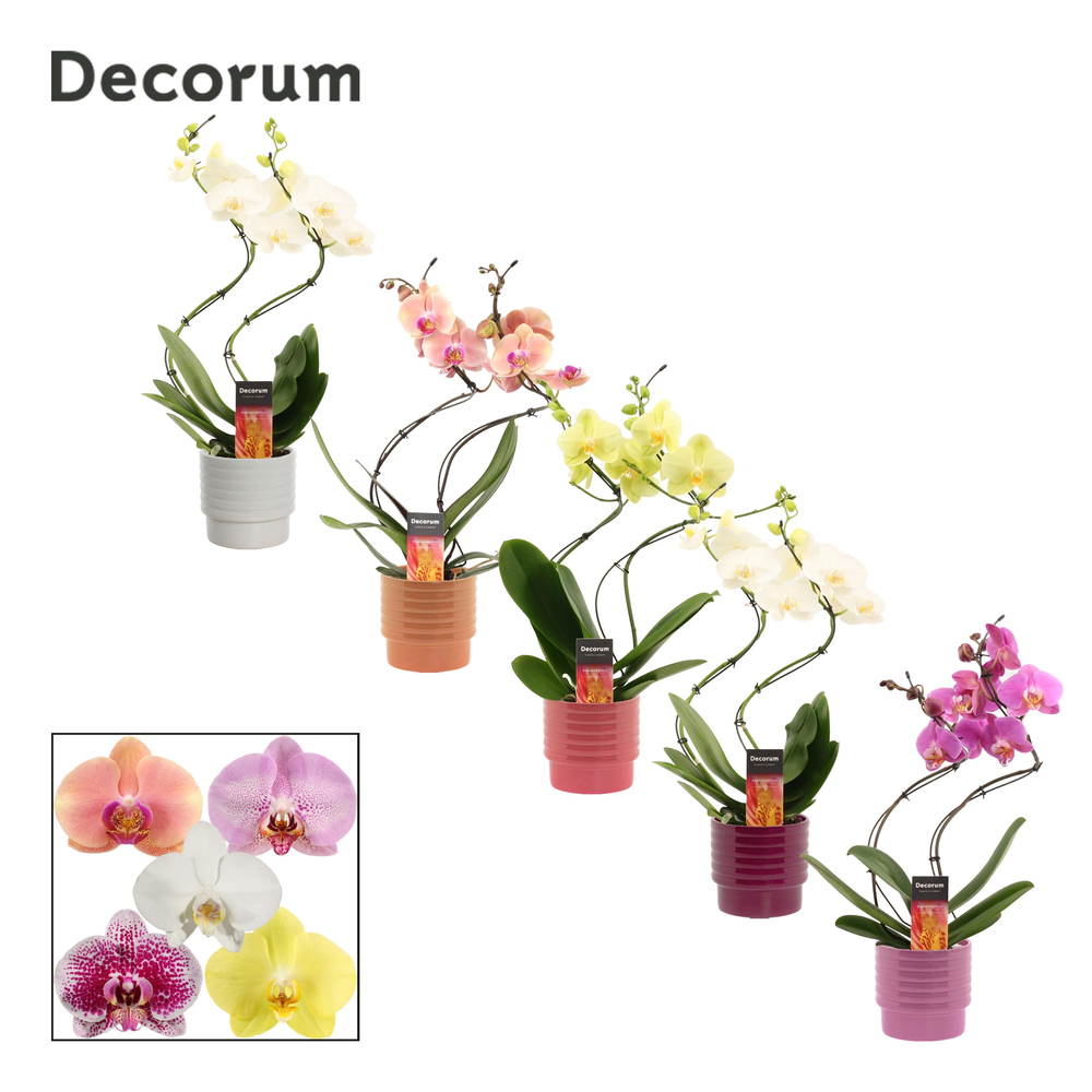 Phalaenopsis hurricane mix in Naemi (Natural bubbl.