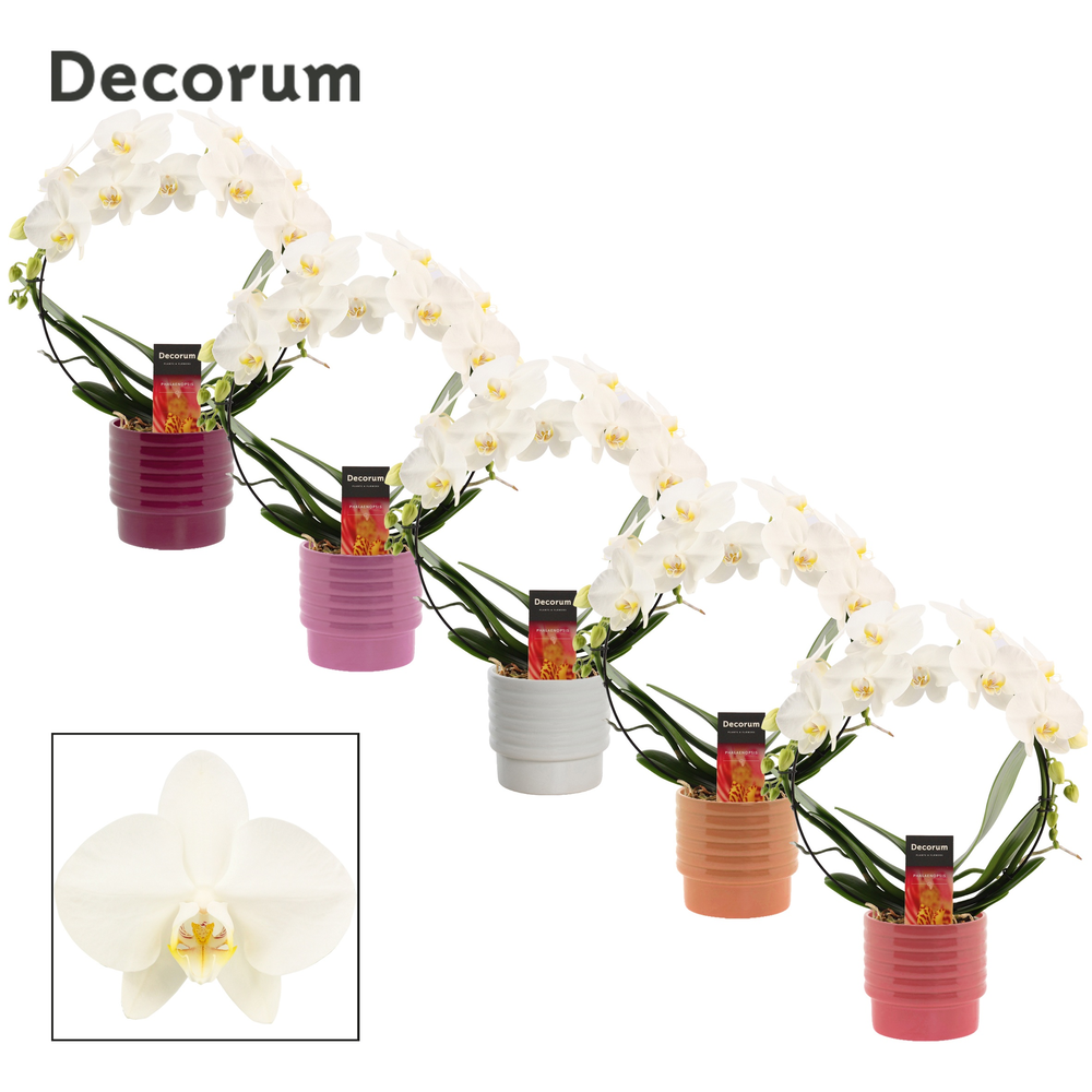 Phalaenopsis boog wit in Naemi (Natural bubble-col.