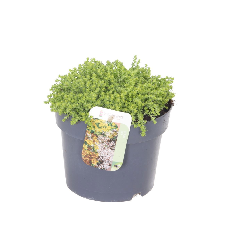 Sedum acre.