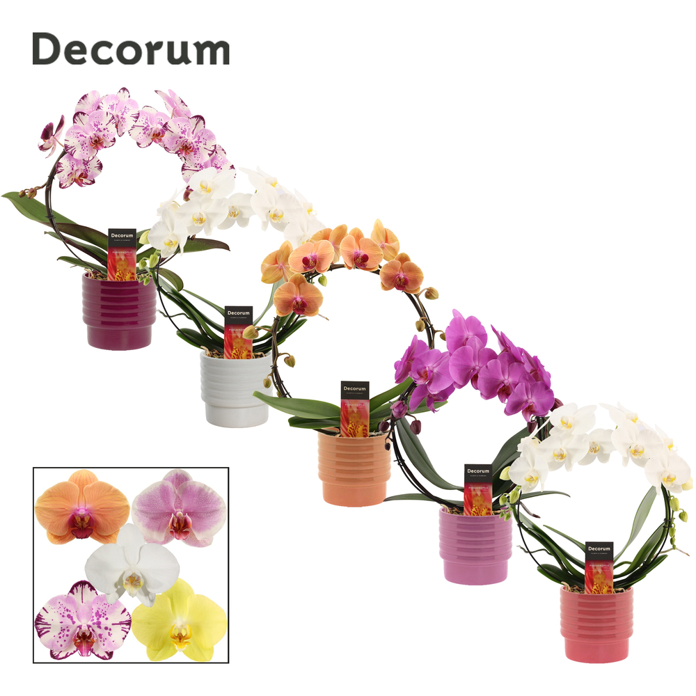 Phalaenopsis boog mix in Naemi (Natural bubble-col.