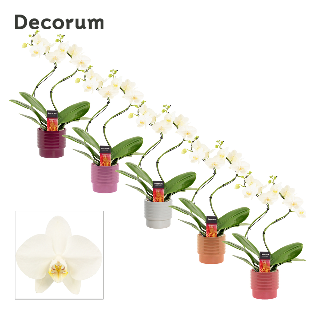 Phalaenopsis hurricane wit in Naemi (Natural bubbl.