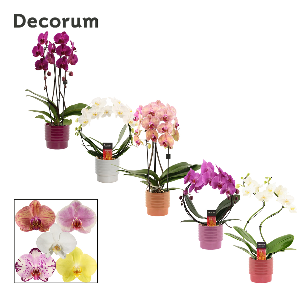 Phalaenopsis vormen mix 2 tak in Naemi (Natural bu.