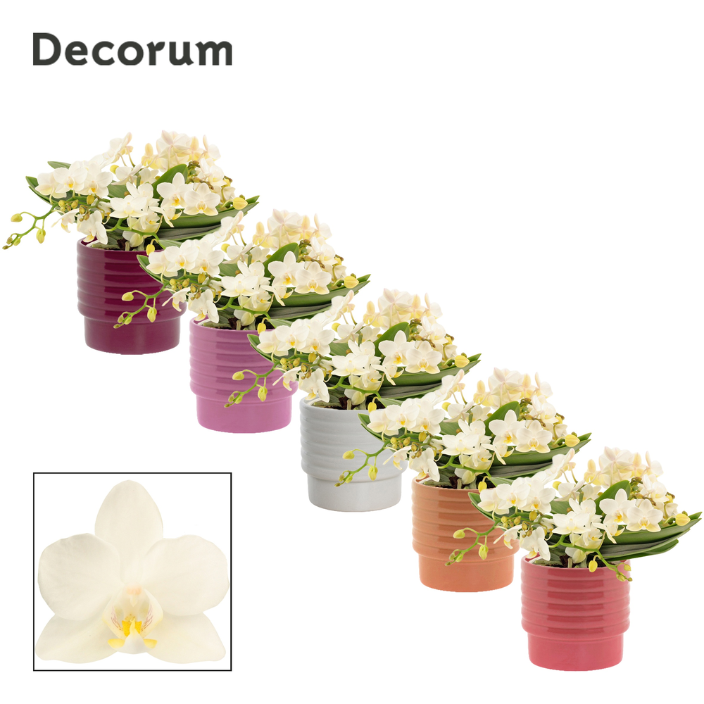 Phalaenopsis Table Whitney 4+ tak in Naemi (Natura.