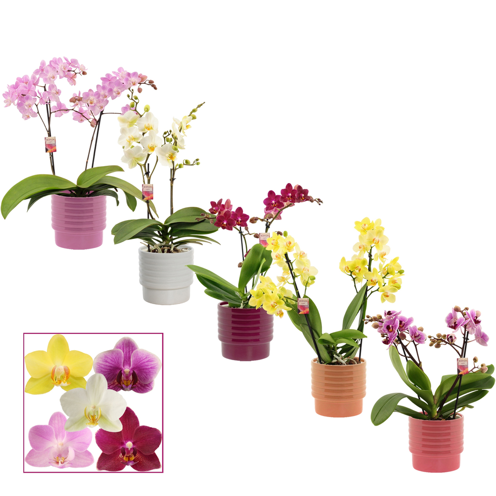 Phalaenopsis multiflora 2 tak mix in Naemi (Natura.