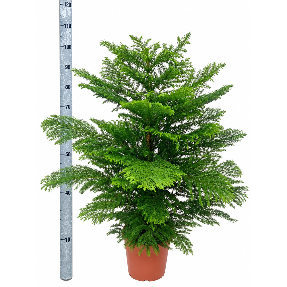araucaria heterophylla.