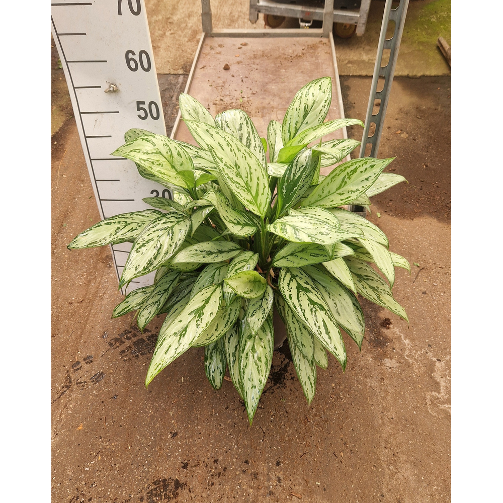 Aglaonema Silver Queen.