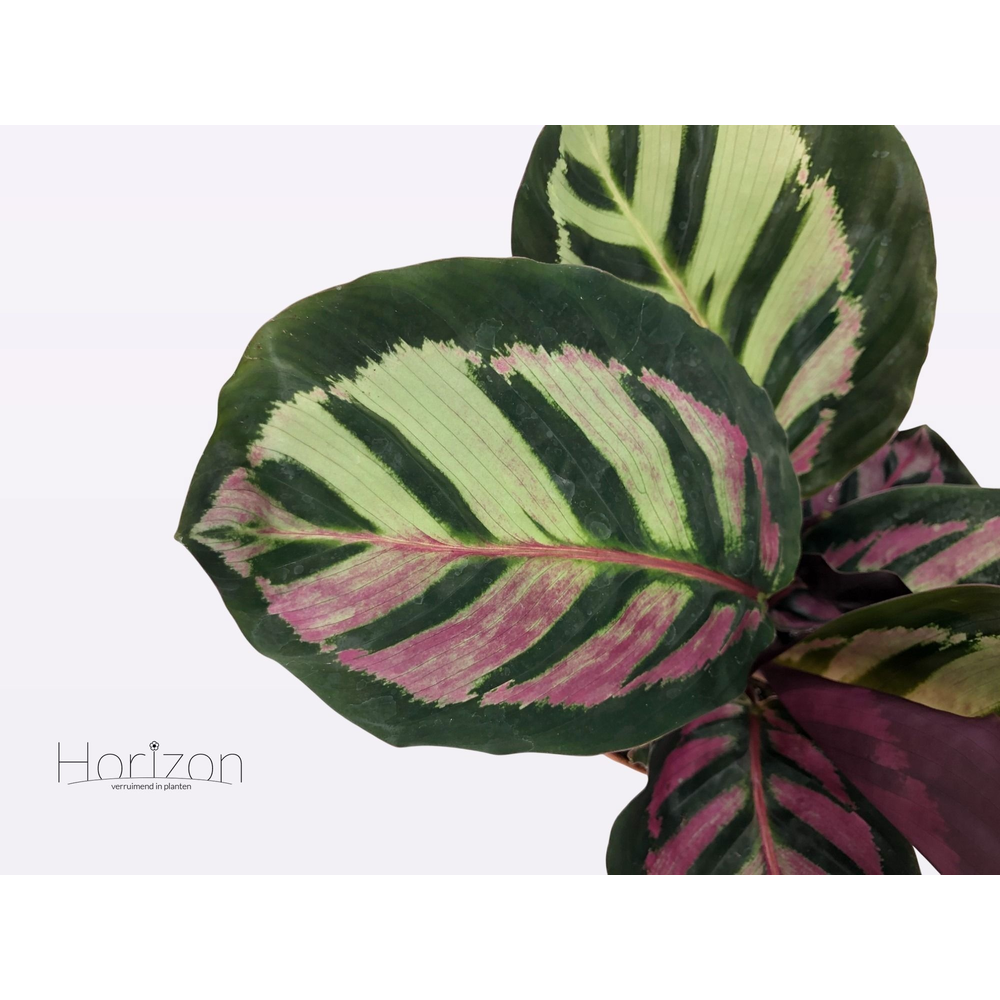 Calathea Cora P12.