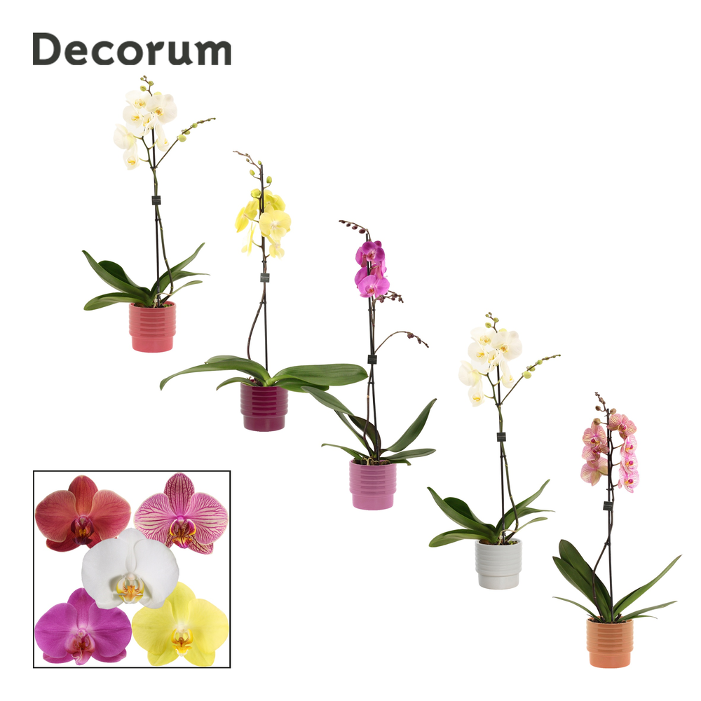 Phalaenopsis 1 tak 9+ mix in Naemi (Natural bubble.