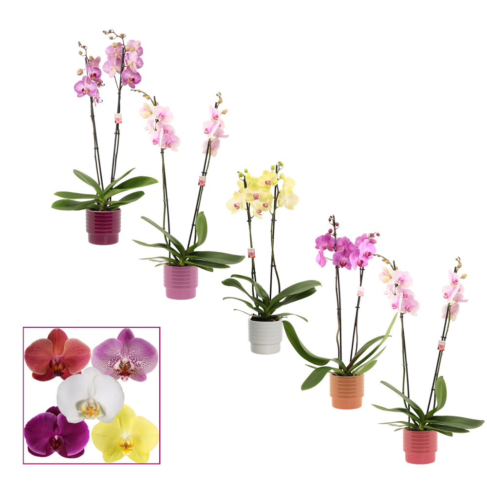 Phalaenopsis 2 tak 14+ mix in Naemi (Natural bubbl.