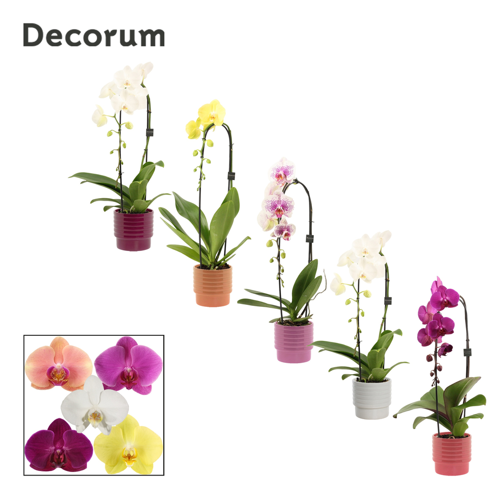 Phalaenopsis cascade 1 tak mix in Naemi (Natural b.