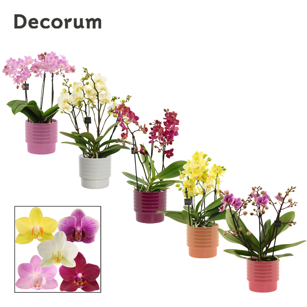 Phalaenopsis dazzling melange 3-4 tak in Naemi (Na.
