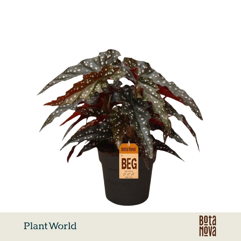 Begonia Black Forrest.