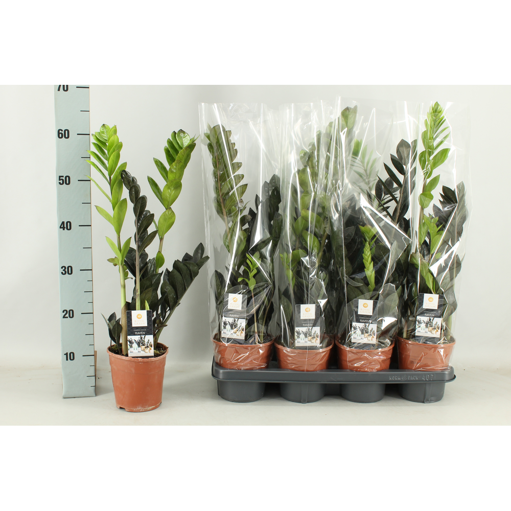 Zamioculcas Raven 14cm.