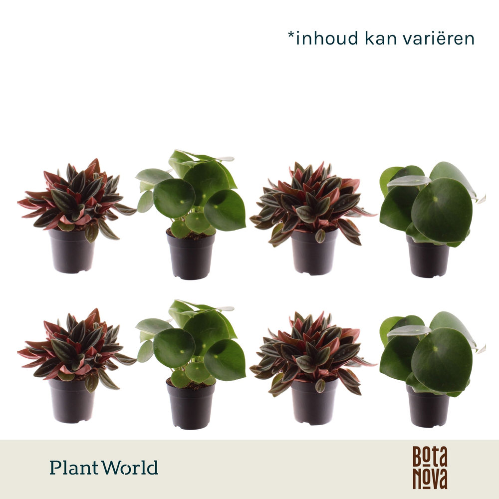 Peperomia gemengd 7 cm.