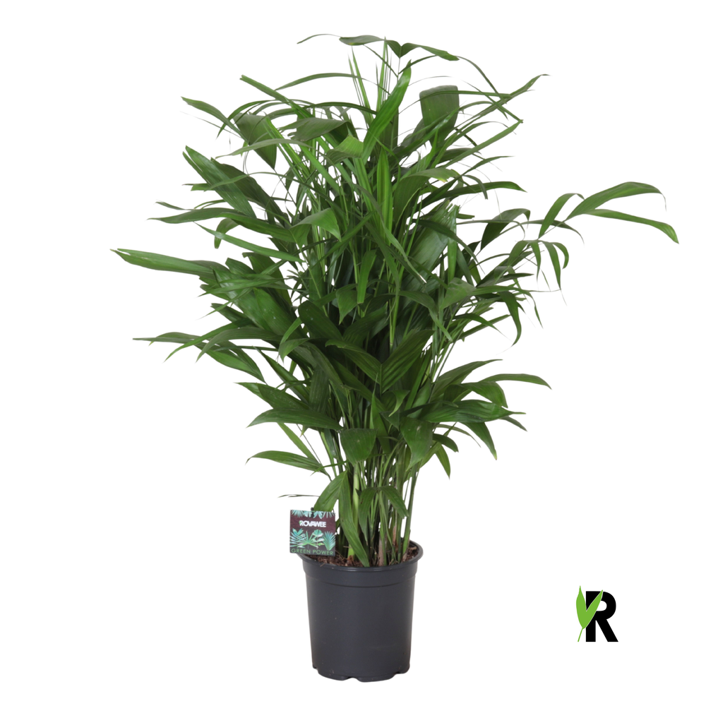 Chamaedorea Seifrizii.