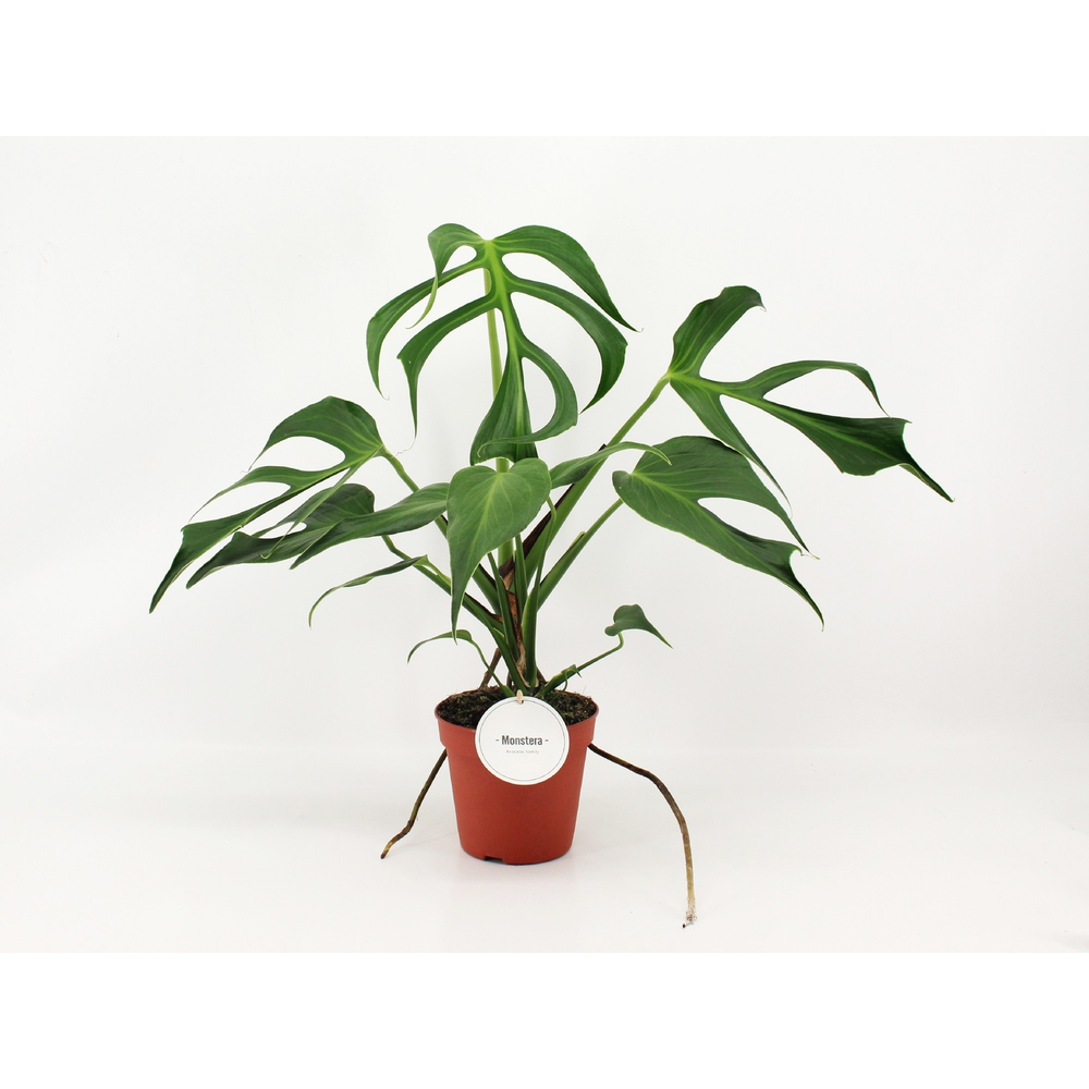 Monstera Burle Marx Flame.