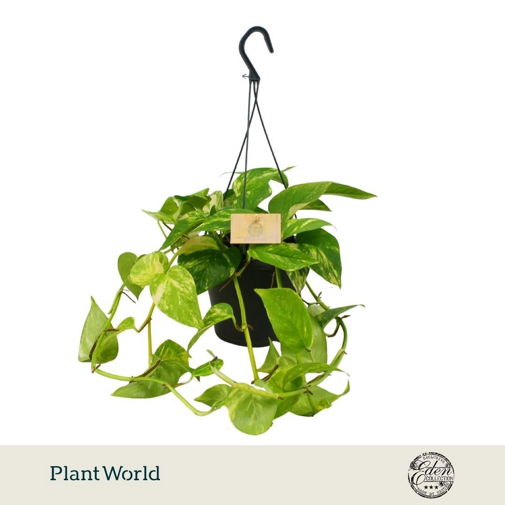 Epipremnum Hawaien 17cm HP.