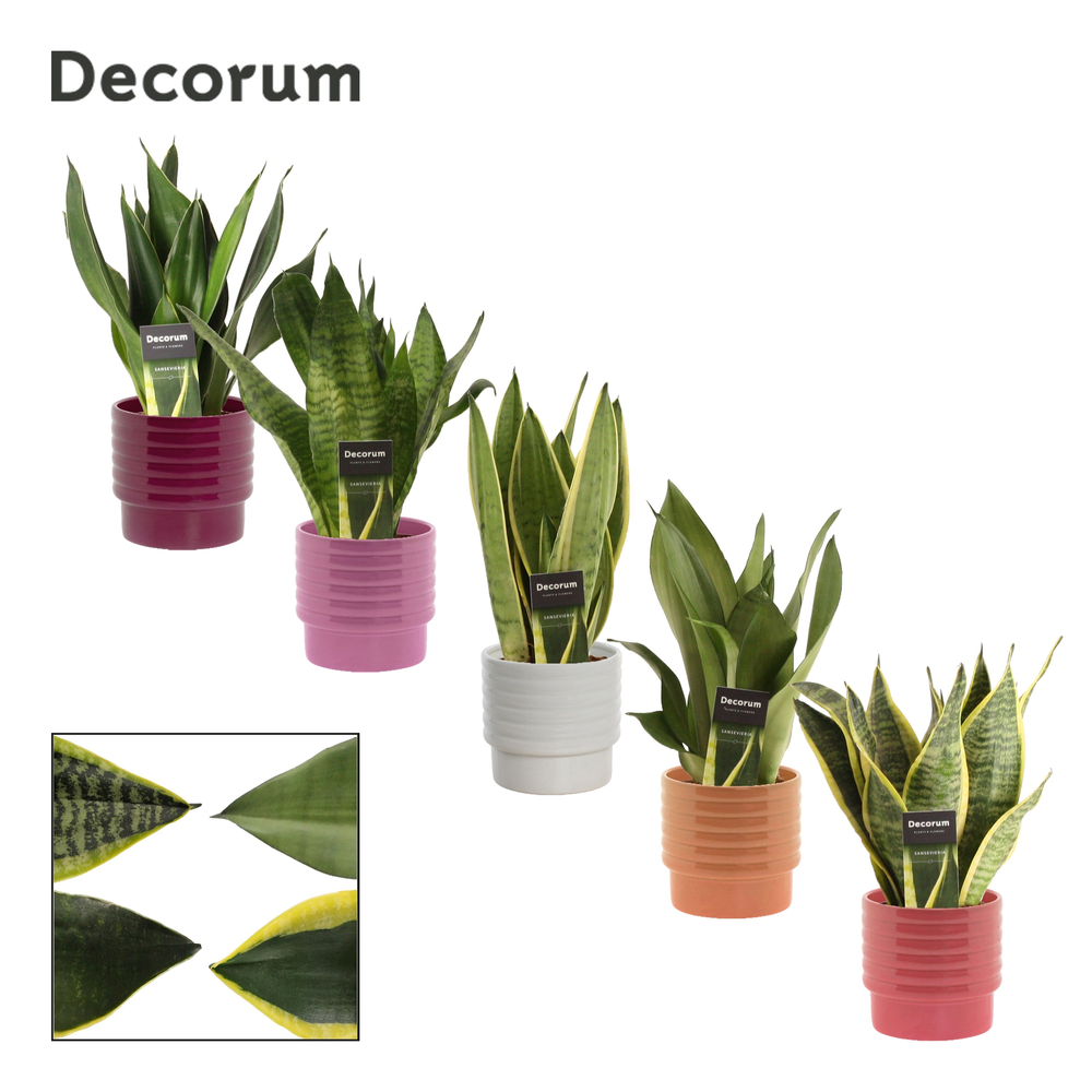 Sansevieria super mix 12 cm in Naemi (Natural bubb.