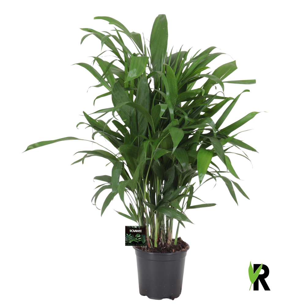 Chamaedorea Seifrizii.
