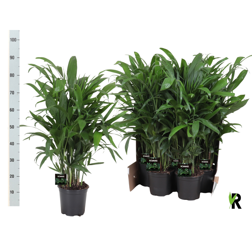 Chamaedorea Seifrizii in fust 352.