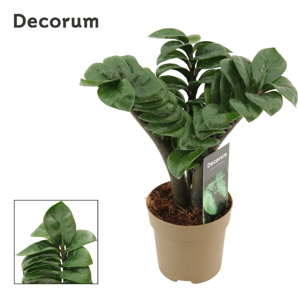 Zamioculcas Zenzi V-leaf 11 cm, 3 veren (Decorum).