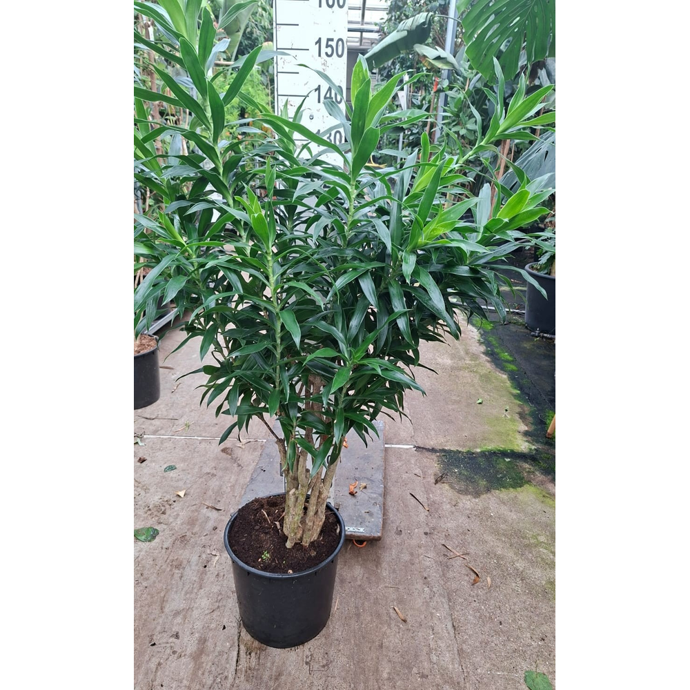 Dracaena Reflexa Pleomele 170.