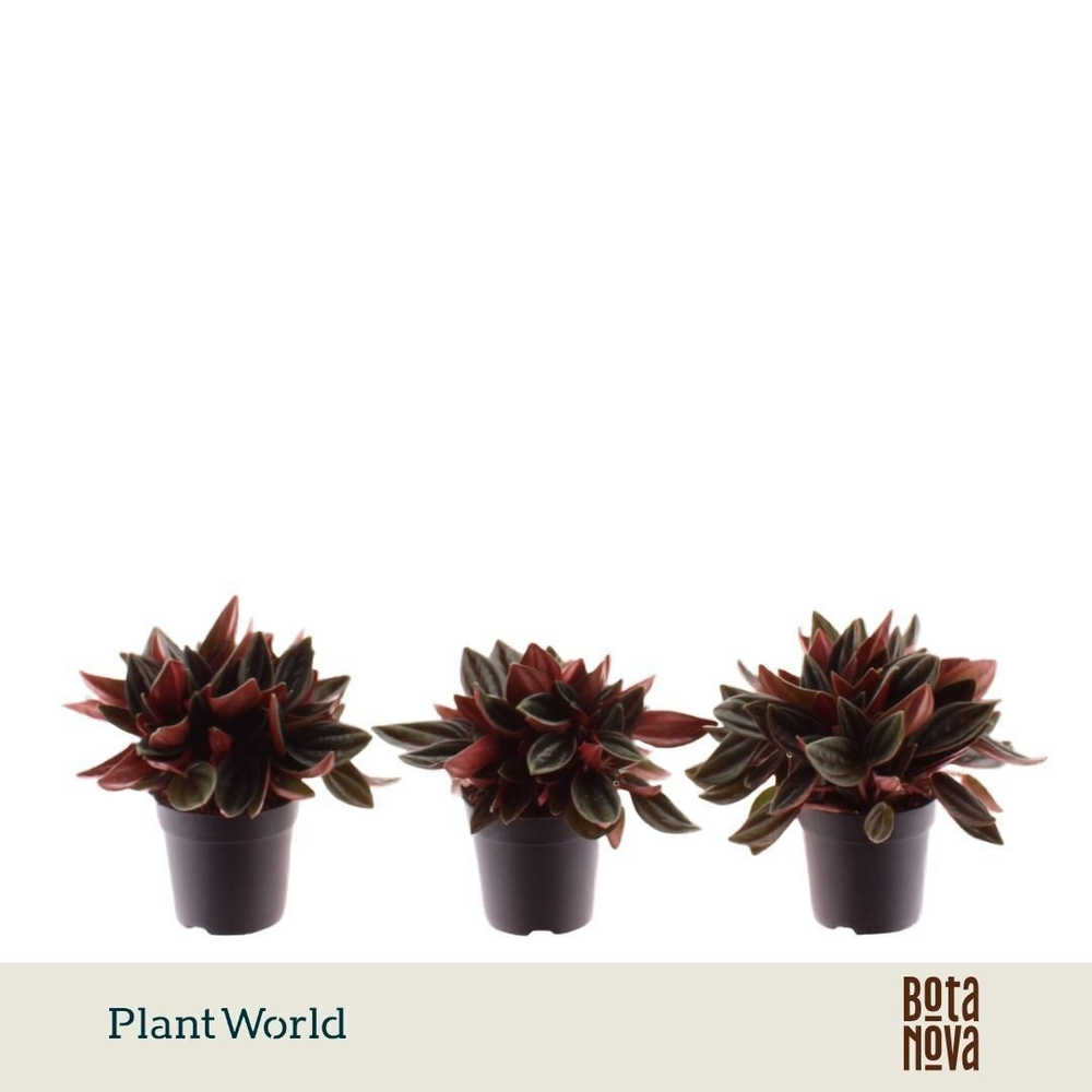 Peperomia Rosso 7 cm.