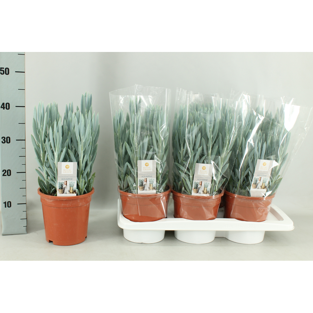 Curio mount everst 17cm.