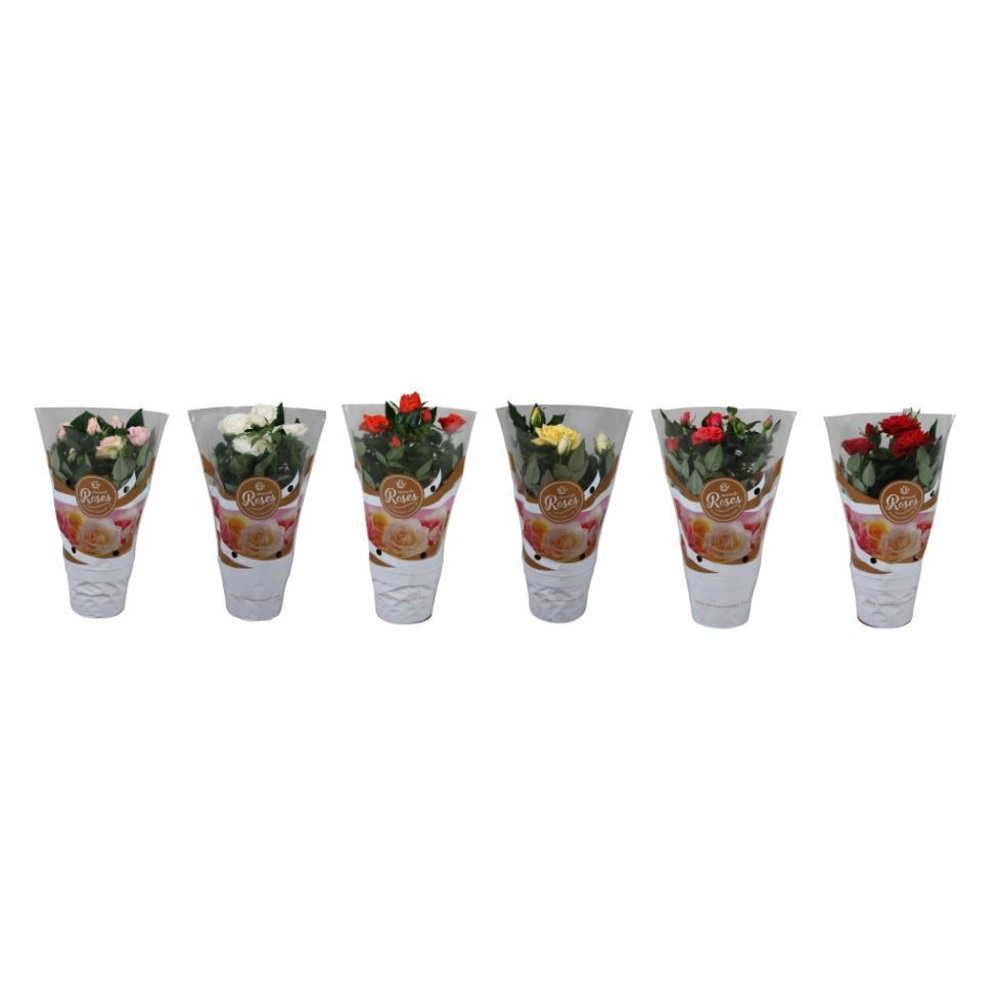 Rosa Favourite Roses diversen per laag/kar.